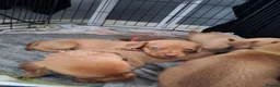 Chiweenie dogs for sale: Dachshund  - Advert 5