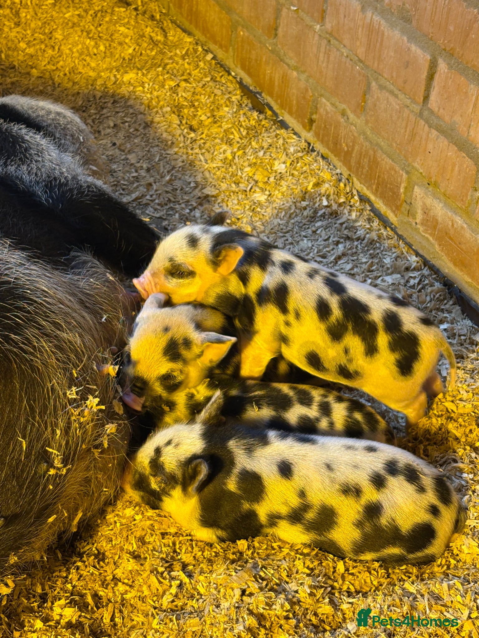 Pig livestock for sale: Juliana piglets for sale in Bedworth - Advert 4