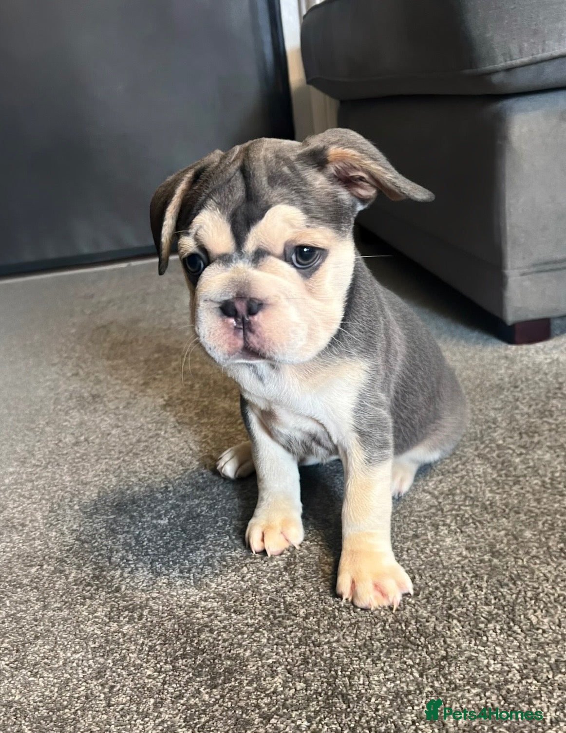 French Bulldog dogs French bulldog puppies  - Advert 6