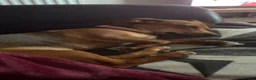 Chiweenie dogs for sale: 9 month old girl - Advert 5