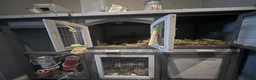 Mixed Breed rodents for sale: Two rabbits that can’t be separated  - Advert 3