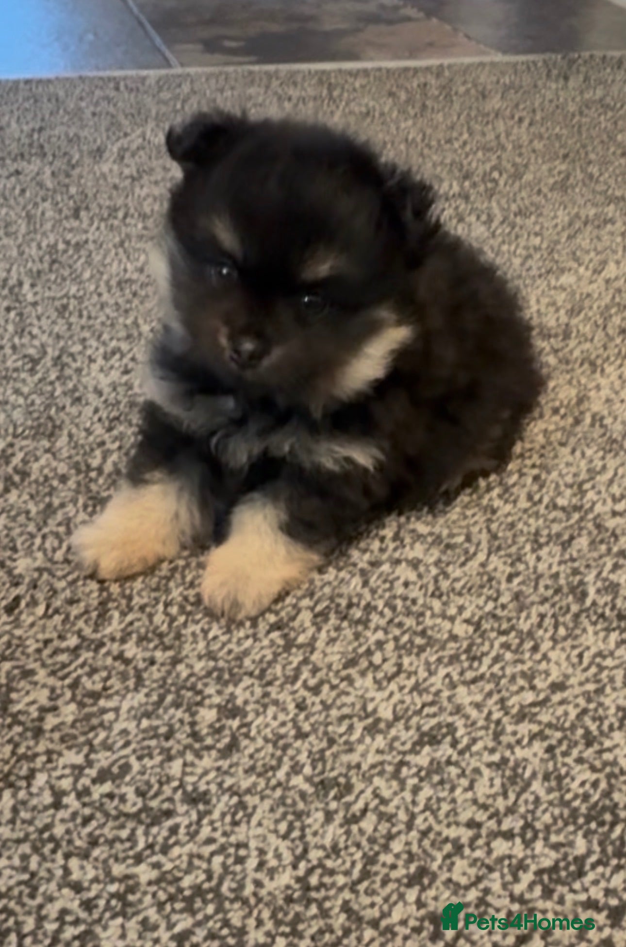 Pomeranian dogs Pom girl Ready now  - Advert 14