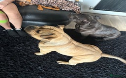 American Bully dogs for sale: Meet Bandit, American pocket bully  - Image 3