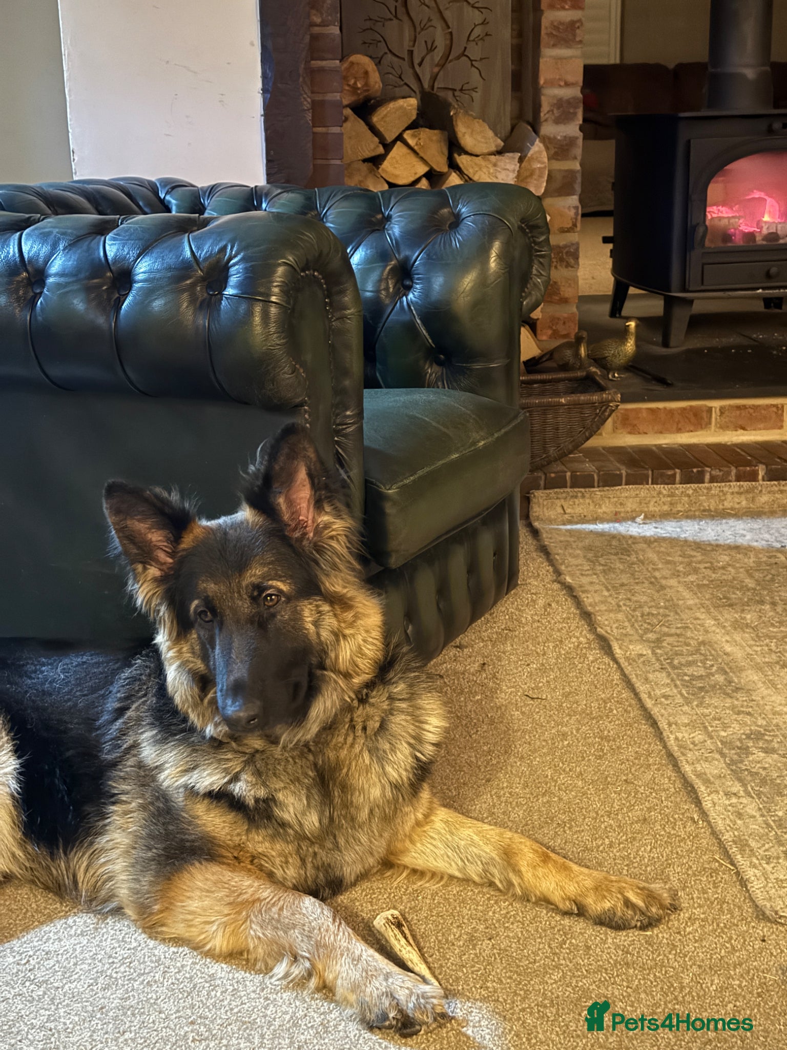 Sheprador dogs Stunning Shepador pups - Advert 2