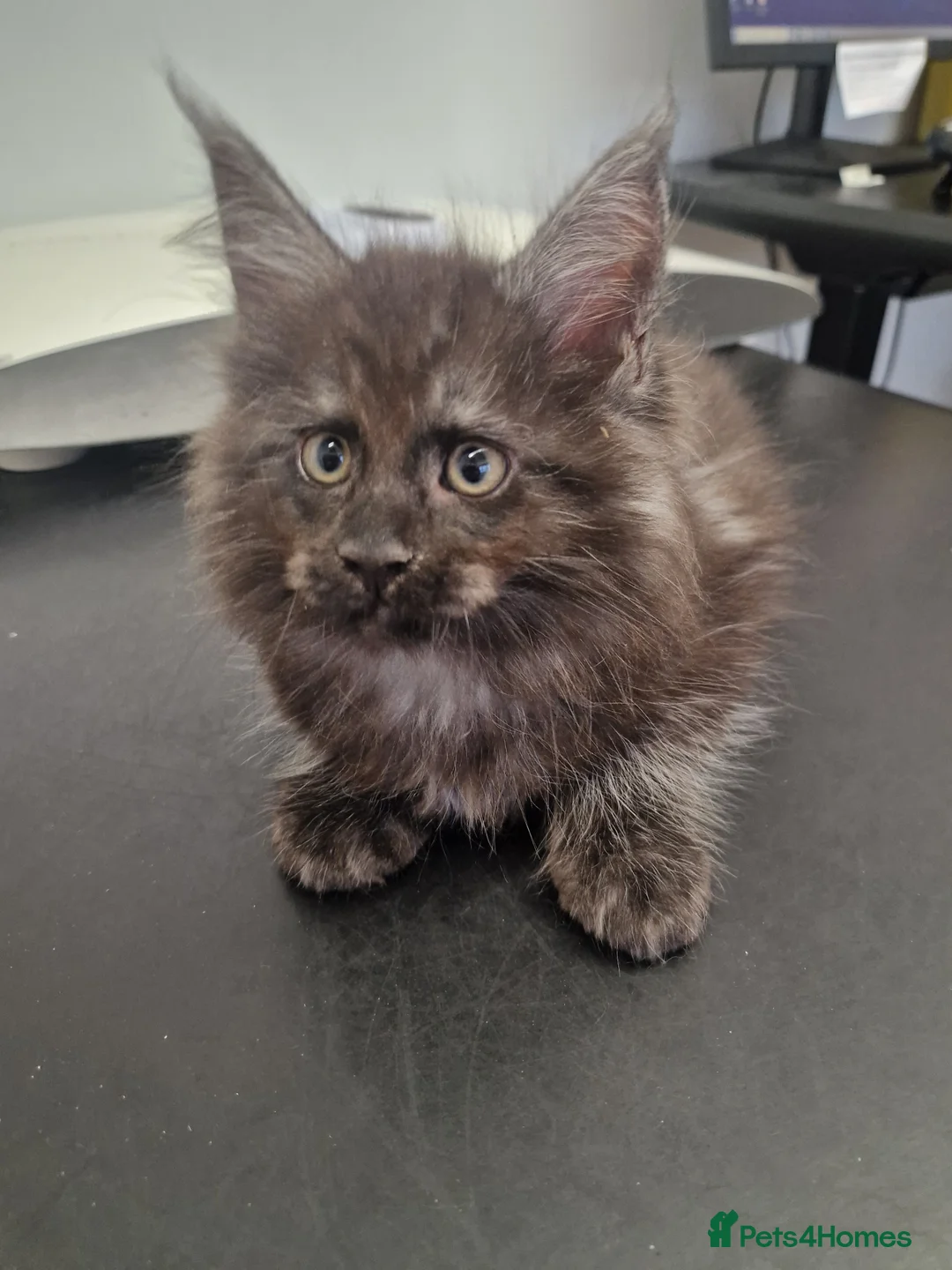 Maine Coon cats for sale: Maine Coon kittens - Advert 2