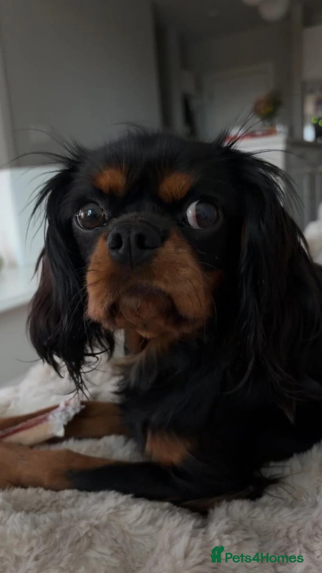 Cavalier King Charles Spaniel dogs for sale: Gentle black & tan boy - Advert 2