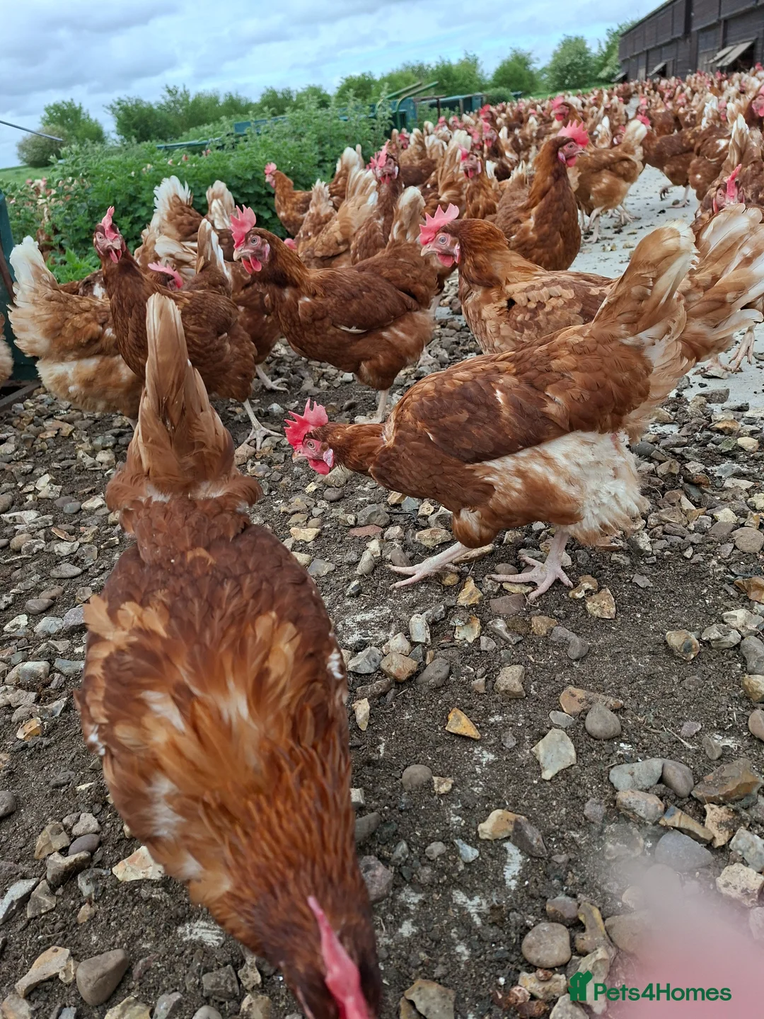 Chickens poultry for sale: Laying hyline hens for sale from the 15th June   - Advert 2