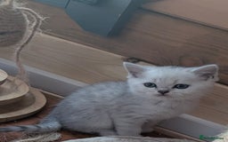 Scottish Fold cats for sale: 😻Scottish fold kittens😻 - Image 9