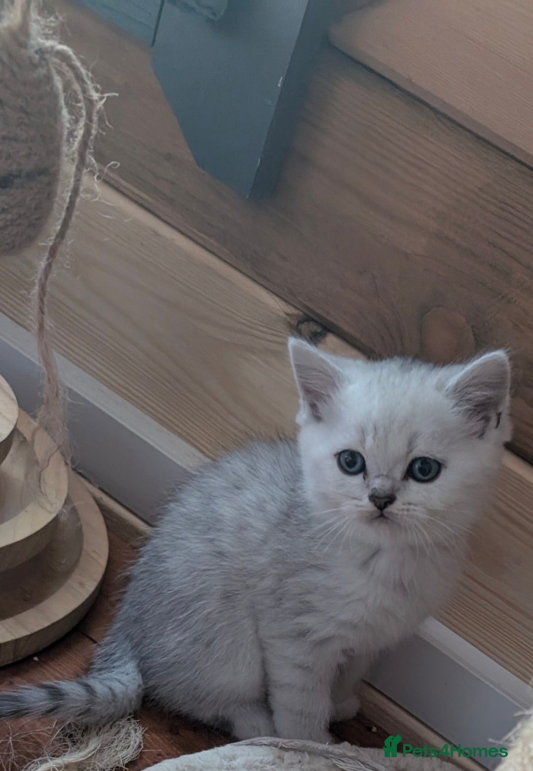 Scottish Fold cats for sale: 😻Scottish fold kittens😻 - Image 9