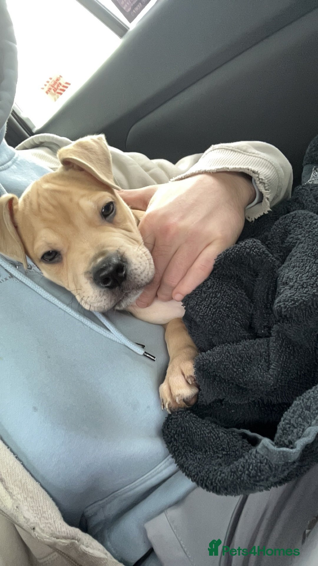 American Bull Staffy dogs for sale: 2 Female American bull x staff puppies left - Image 21