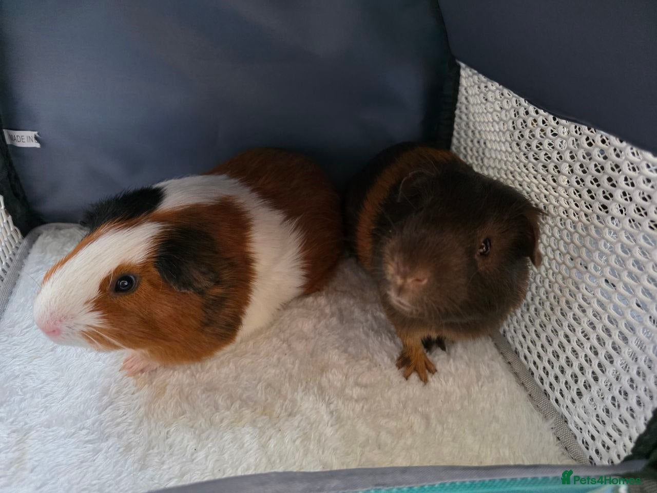 Guinea Pig rodents 2 Guinea Pig Brothers - Advert 2