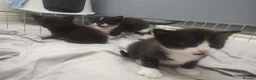 Mixed Breed cats for sale: Adorable kittens  in Oswestry - Advert 11