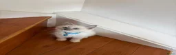Ragdoll cats for sale: Ragdoll kittens for sale - Advert 8