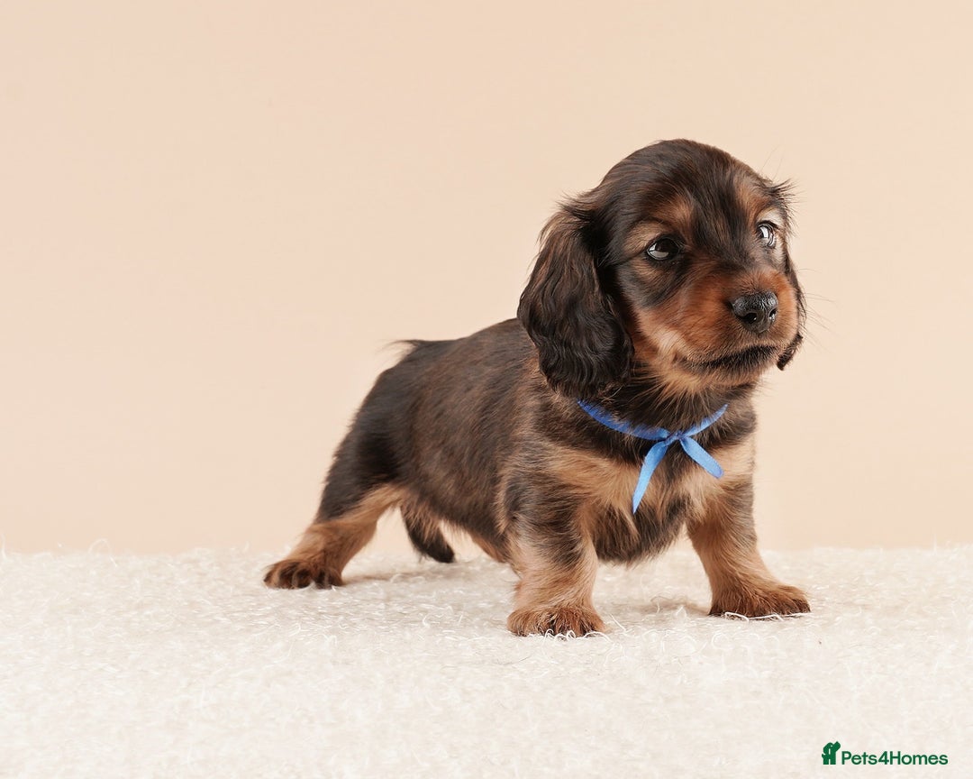 Miniature Dachshund dogs for sale: KC REG long hair miniature dachshund  - Image 2
