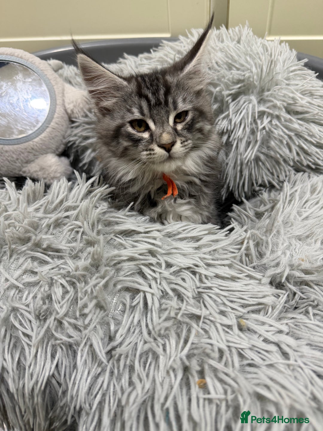 Maine Coon cats for sale: Beautiful friendly Maine Coon cross Kittens  - Advert 4