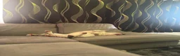 Mixed Breed dogs for adoption: Bagel for adoption in Walsall - Advert 7