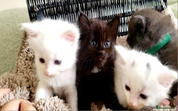 Norwegian Forest Cat cats for sale: Norwegian forest with Turkish Angora - Image 4