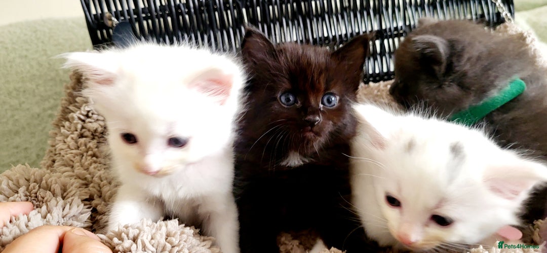 Norwegian Forest Cat cats for sale: Norwegian forest with Turkish Angora - Image 4
