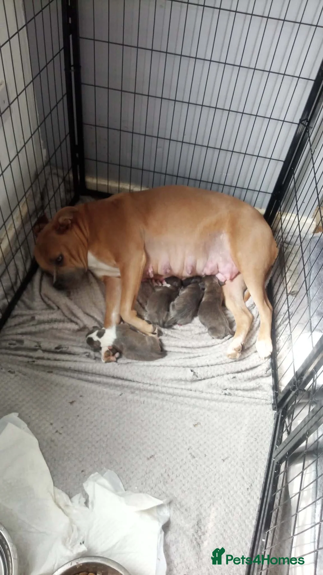 Staffordshire Bull Terrier dogs for sale: Staffordshire bull terriers  - Advert 11