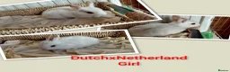 Mixed Breed rabbits for sale: Sweet Netherland x Dutch. 3 of 6 avail.now..  in Thetford - Advert 4