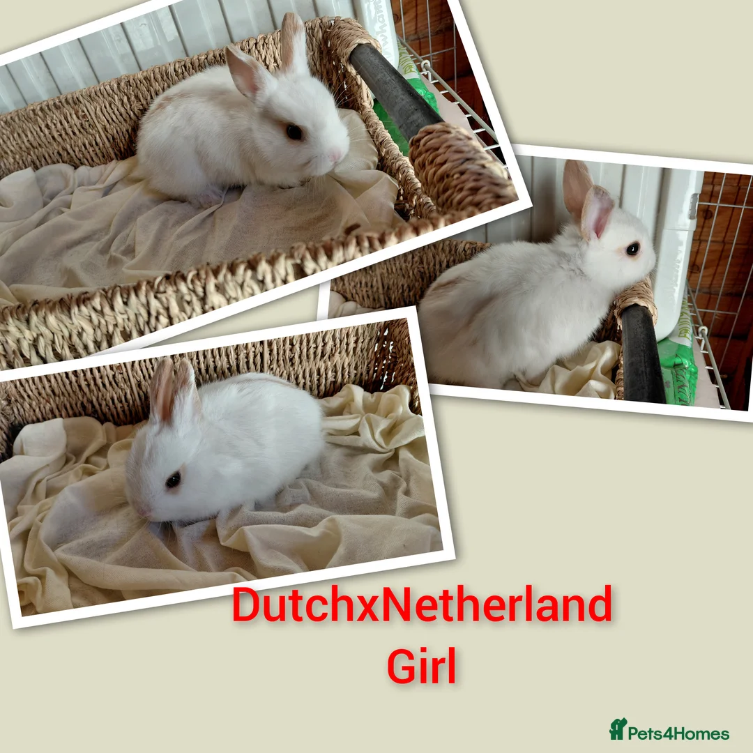 Mixed Breed rabbits for sale: Sweet Netherland x Dutch. 3 of 6 avail.now..  in Thetford - Advert 4