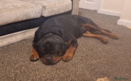 Rottweiler dogs for sale: Kc rottweiler puppies  - Image 28
