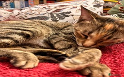 Mixed Breed cats for adoption: Sassy girl seeks experienced cat person  - Image 3