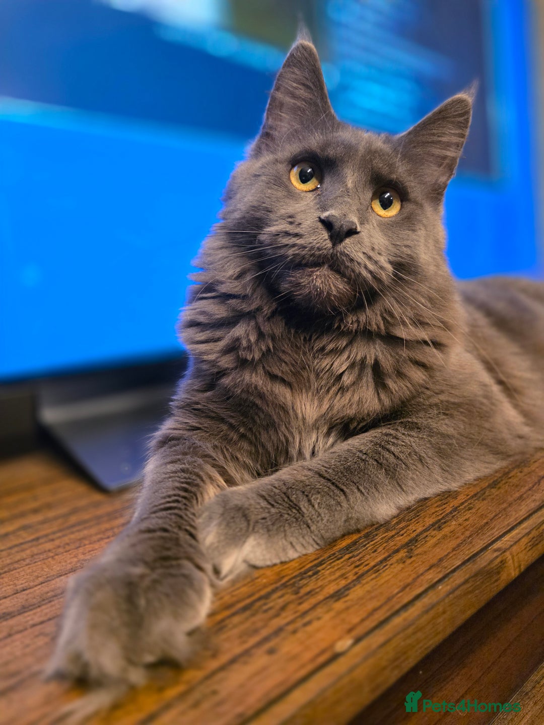 Maine Coon cats for sale: Beautiful Mainecoon  girl - Advert 3