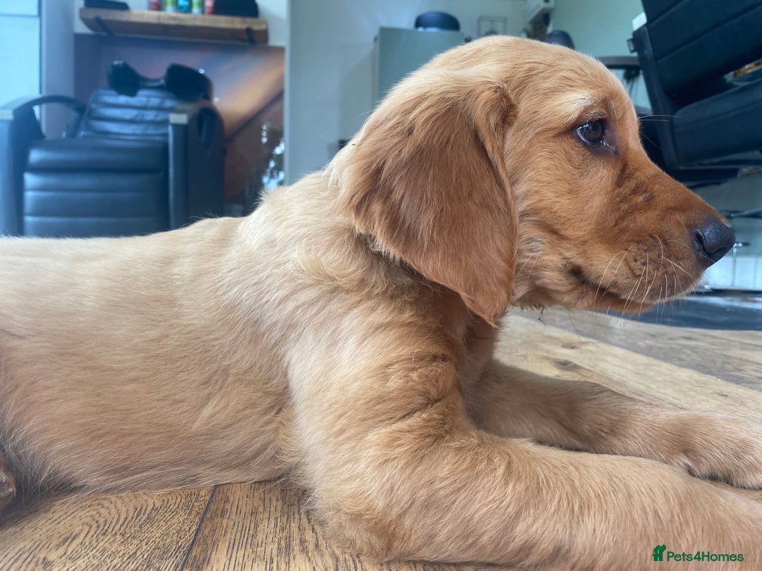 Golden Retriever dogs for sale: Kc pedigree golden retrievers (fox red  in Malton - Image 8