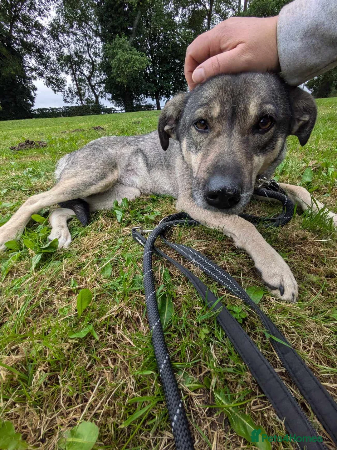 Mixed Breed dogs for adoption: Meet Joy, currently residing in Cheshire  in Nantwich - Advert 10