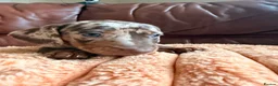 Miniature Dachshund dogs for sale: Miniature Dachshund Puppies - Advert 23