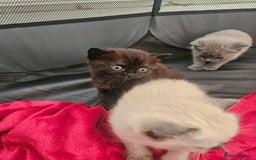 British Shorthair cats for sale: 5 Beautiful Short British haired Kittens  - Image 18