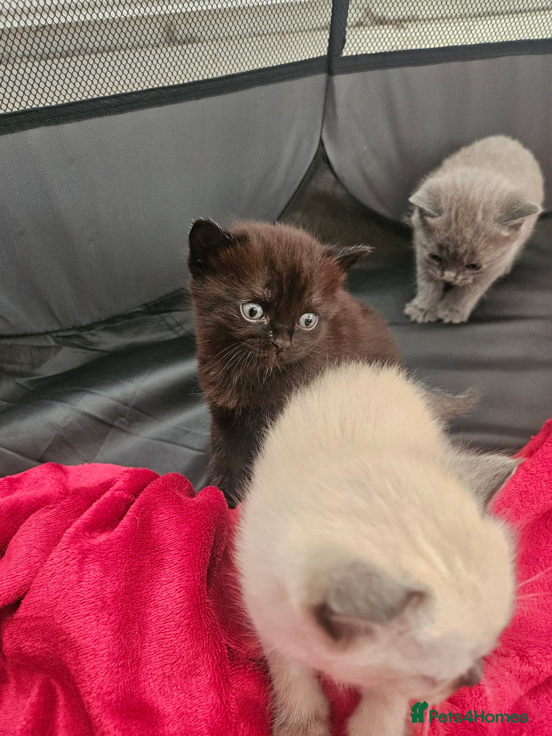 British Shorthair cats for sale: 5 Beautiful Short British haired Kittens  - Image 18