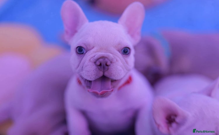 French Bulldog dogs - Advert 2
