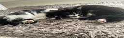 Mixed Breed cats for sale: Adorable bonded pair in Edgware - Advert 4