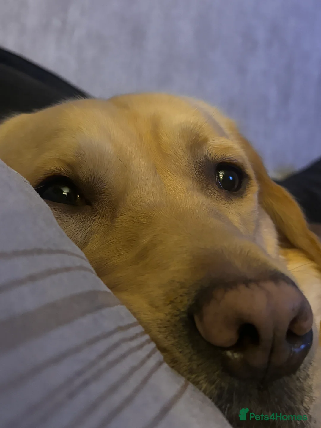 Labrador Retriever dogs for sale: Gorgeous Lab pups - Waiting List Open - Advert 4