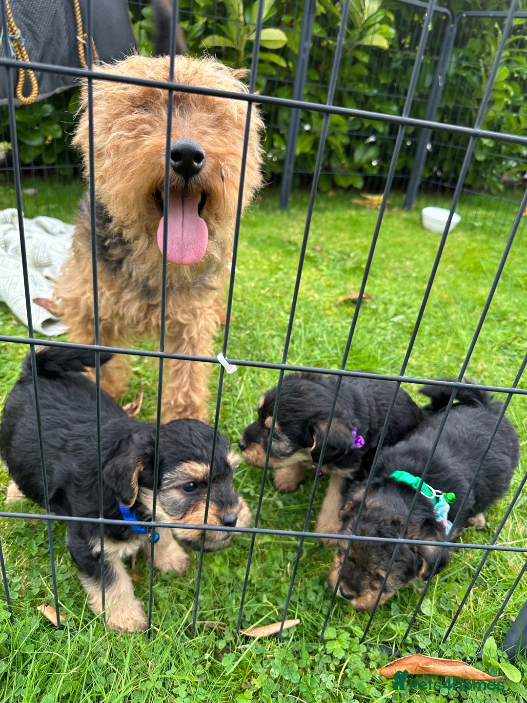 Mixed Breed dogs for sale: Welsh Terrier x Cavapoo (Teddy Bears 🧸 ) - Image 10