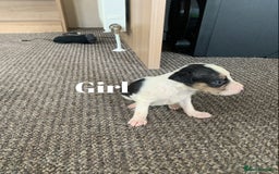 Jack Russell dogs for sale: Jack Russell puppy’s  - Image 8