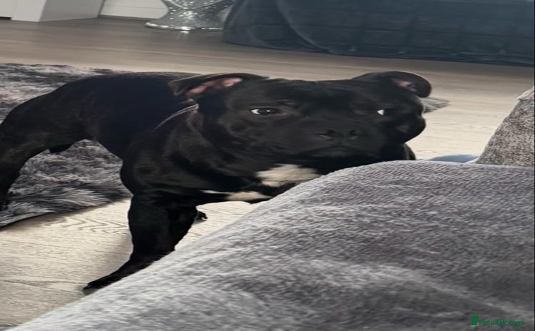 Staffordshire Bull Terrier dogs - Advert 4