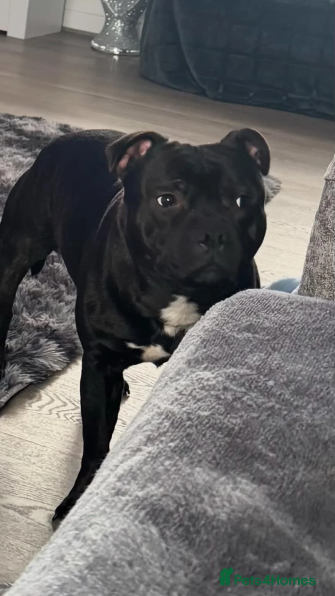 Staffordshire Bull Terrier dogs for stud: Arther - Advert 1