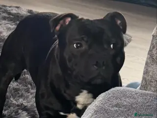 Staffordshire Bull Terrier dogs Arther - Advert 10