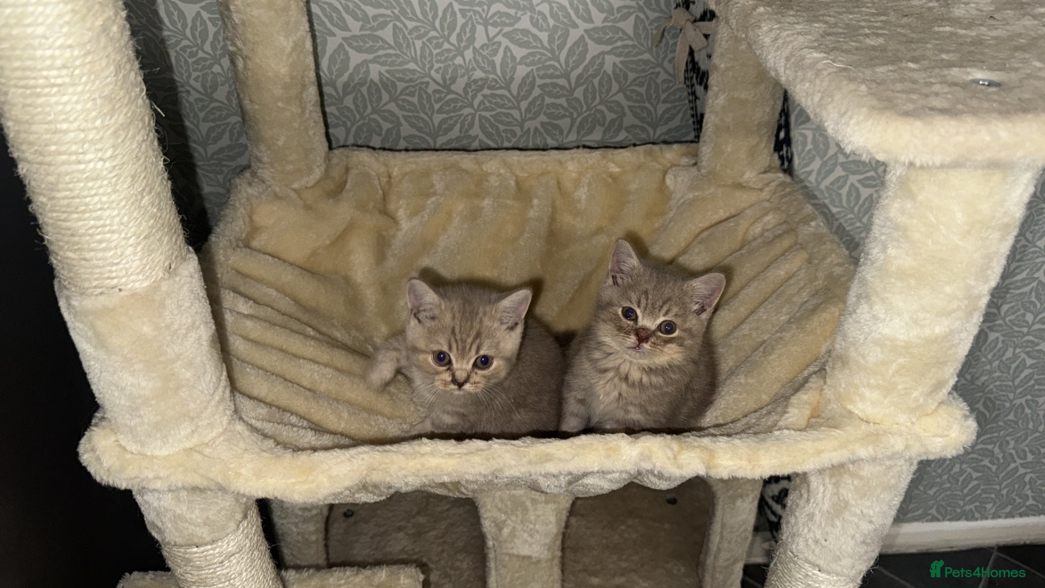 British Shorthair cats Bsh kittens  - Advert 3