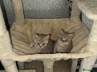 British Shorthair cats Bsh kittens - Advert 3