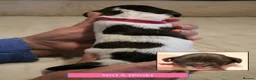 English Springer Spaniel dogs for sale: Health Tested English Springer Spaniel Puppies - Advert 8