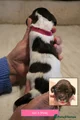 English Springer Spaniel 5