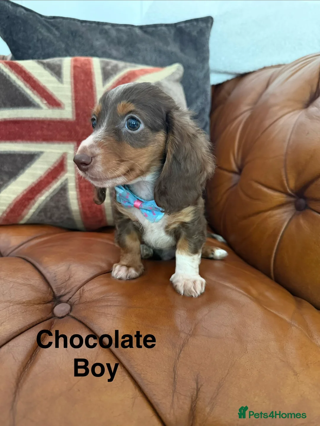 Miniature Dachshund dogs for sale: Miniature Dachshund 5 ⭐ License 5 ⭐ reviews - Advert 27