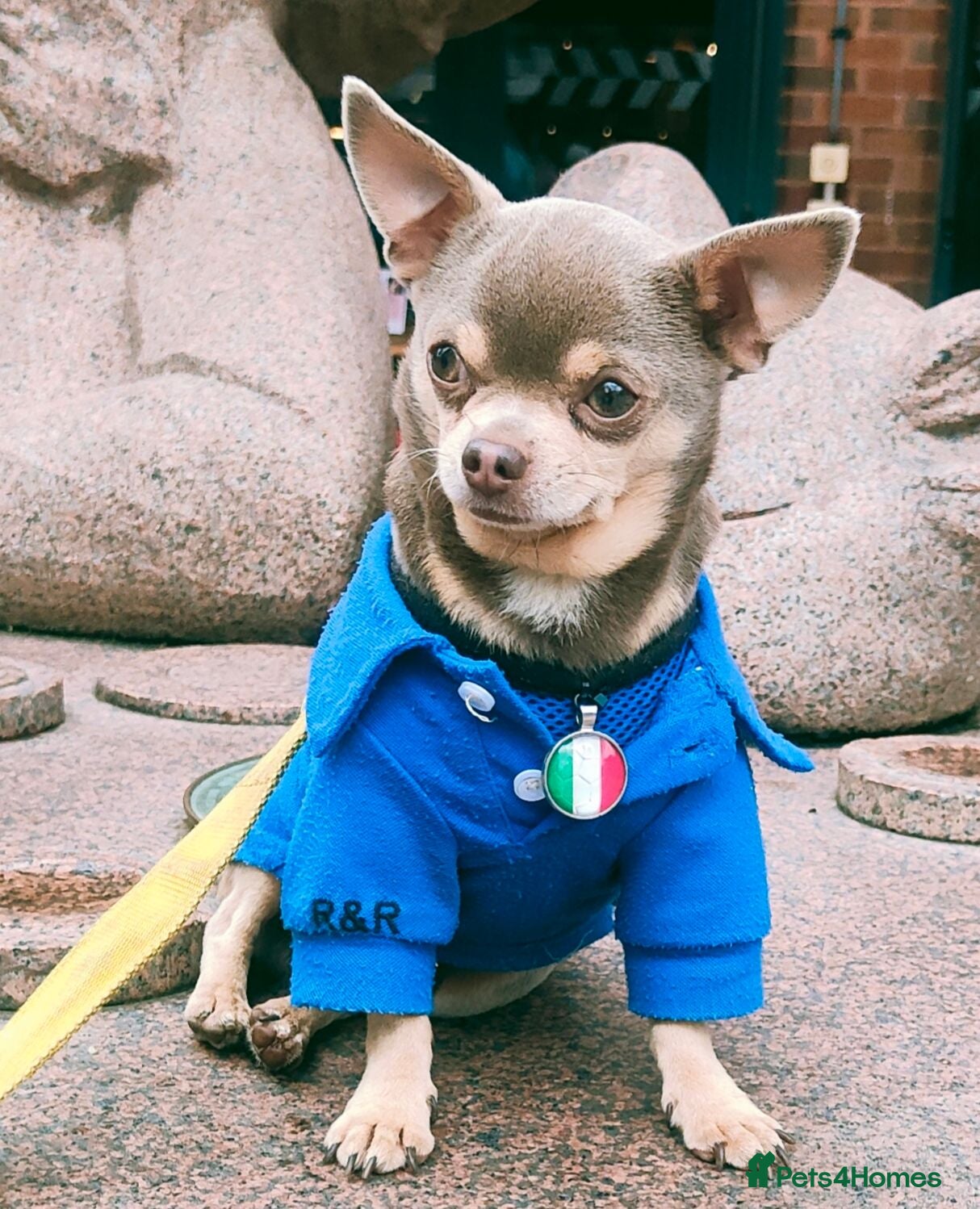 Chihuahua dogs Tiny Lilac and Tan Chihuahua KC Registered  - Advert 1