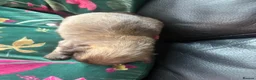 Chihuahua dogs for sale: Stunning Long Haired Chihuahua Puppies - Advert 29