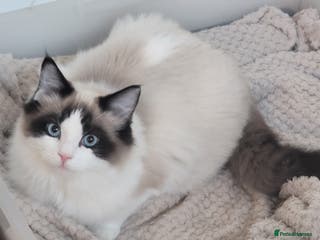 Ragdoll cats GCCF Active seal bicolour stud / 3 visits in Farnborough - Advert 10