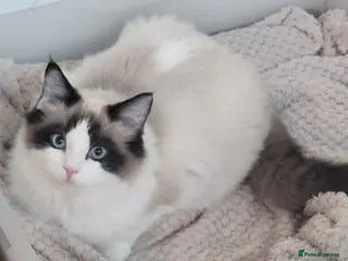 Ragdoll cats GCCF Active seal bicolour stud / 3 visits in Farnborough - Advert 13
